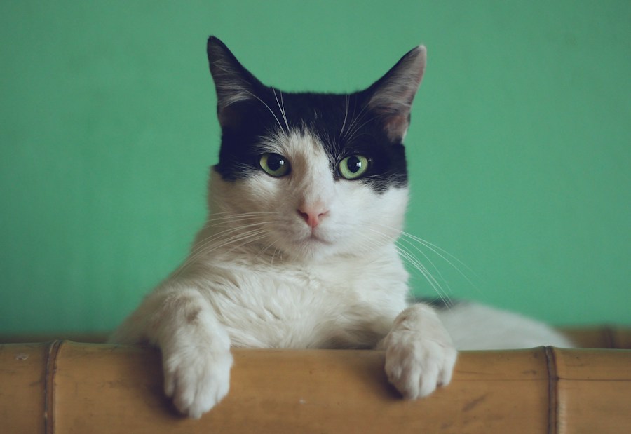 Любопытная кошка